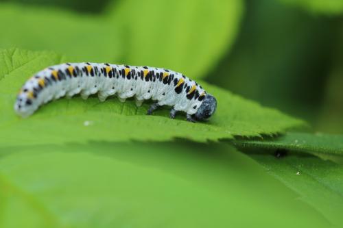 Cimbex quadrimaculatus